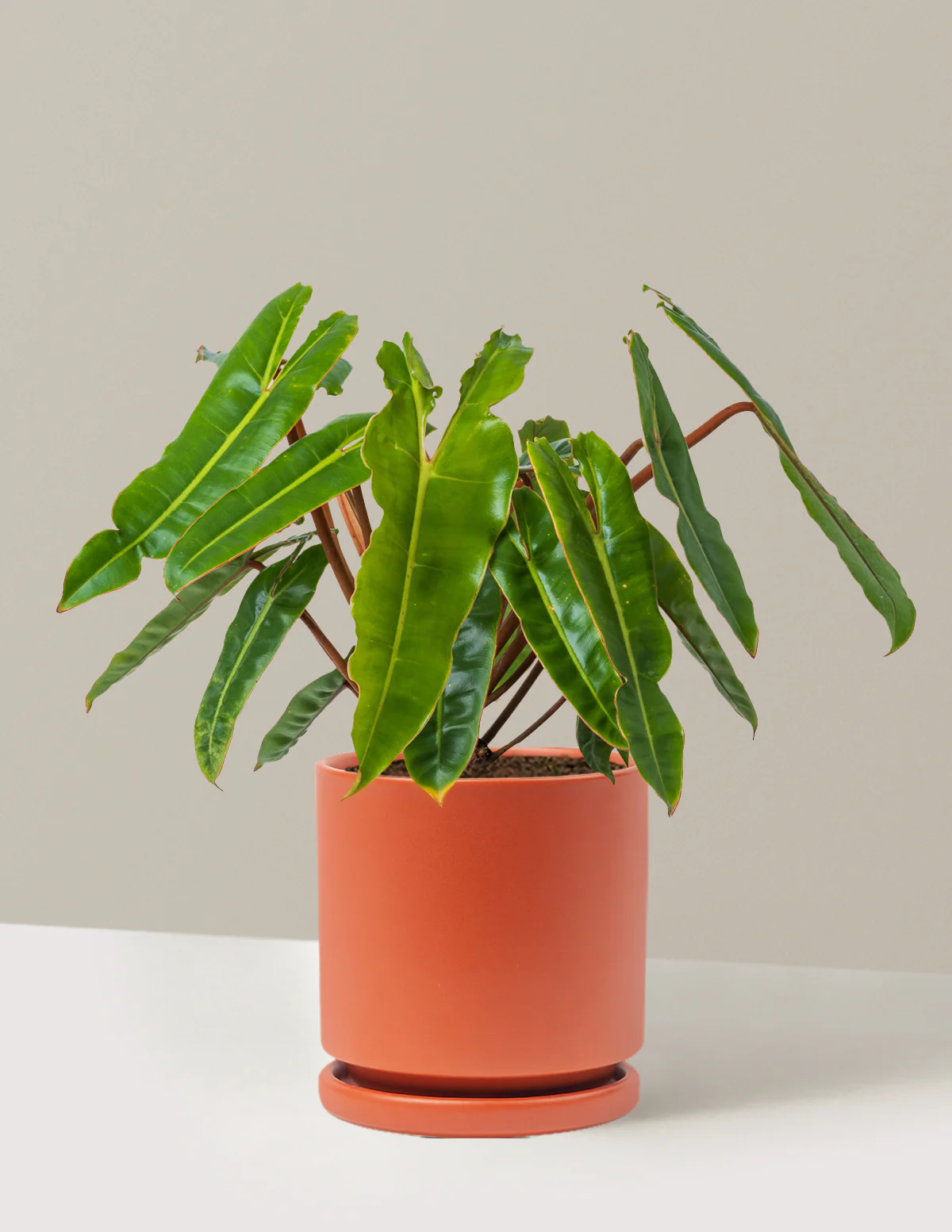 Image of Philodendron Billietiae