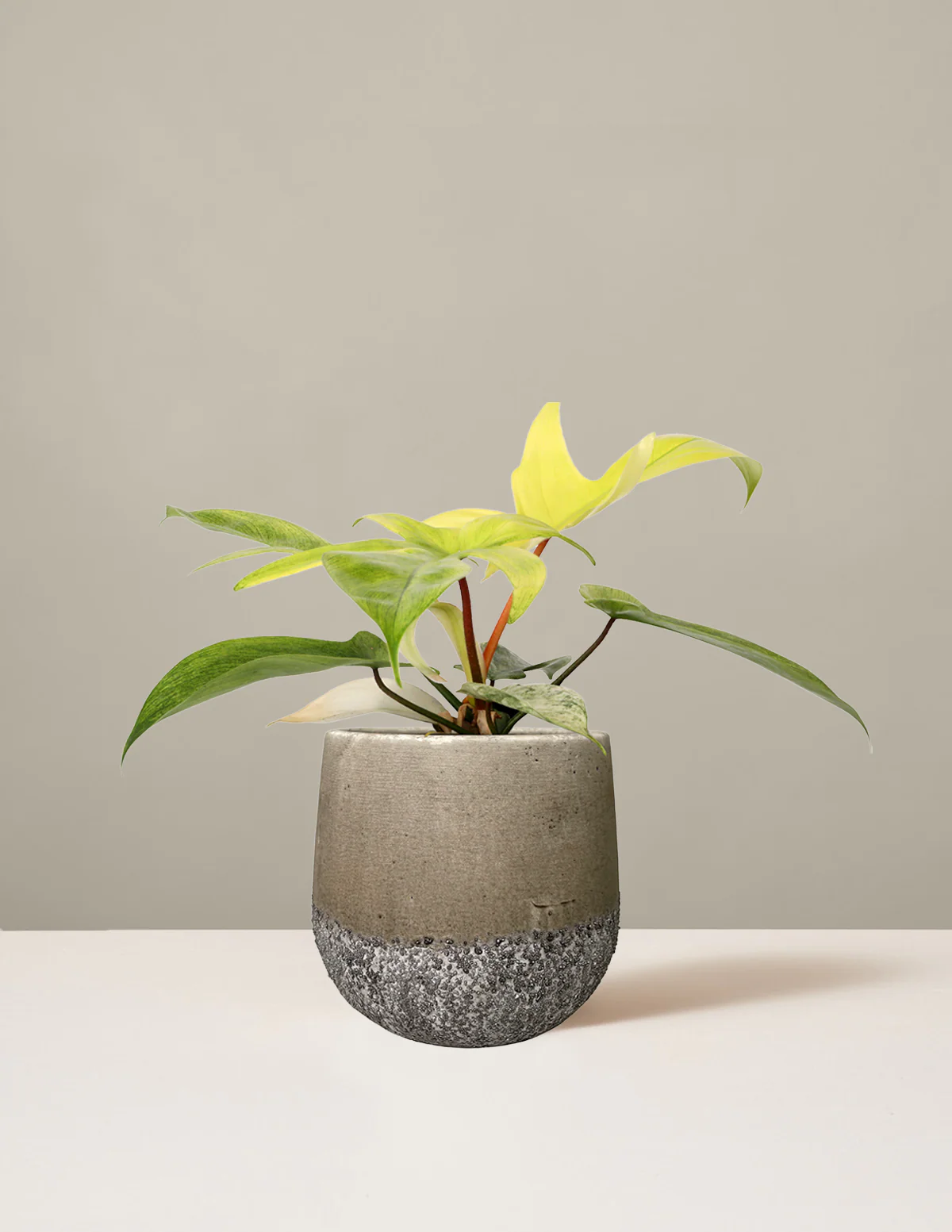 Image of Philodendron Florida Ghost