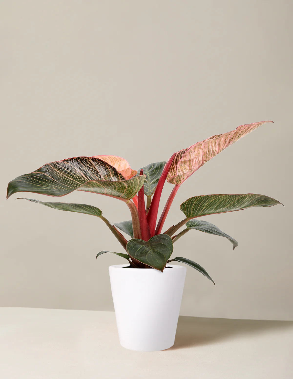 Image of Philodendron Pink Bikini