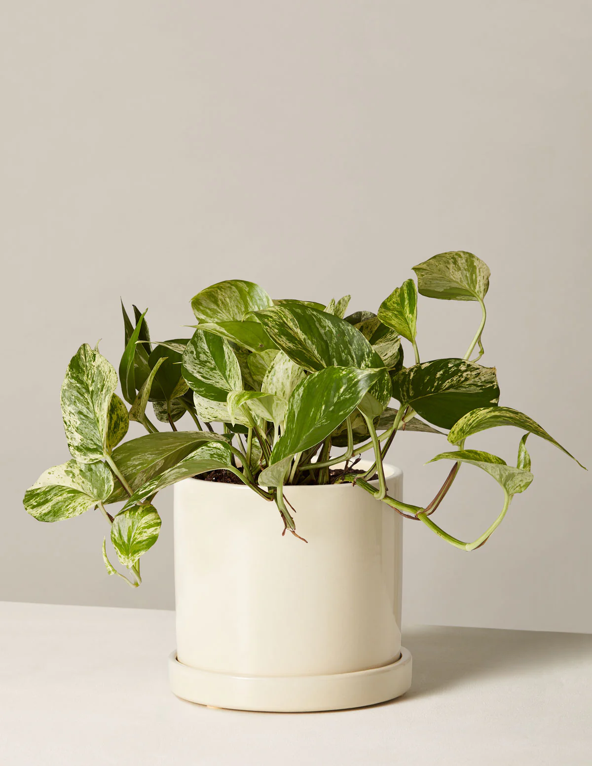 Image of Pothos Marble Queen