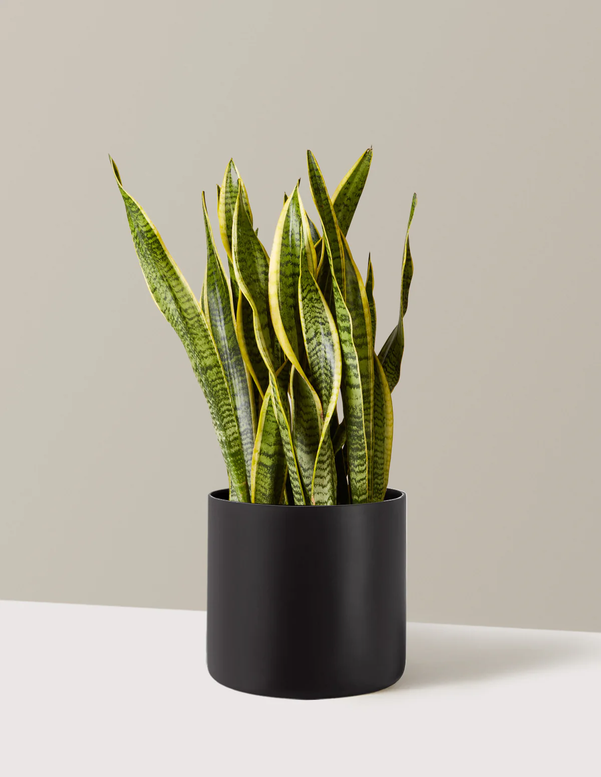 Image of Snake Plant Laurentii