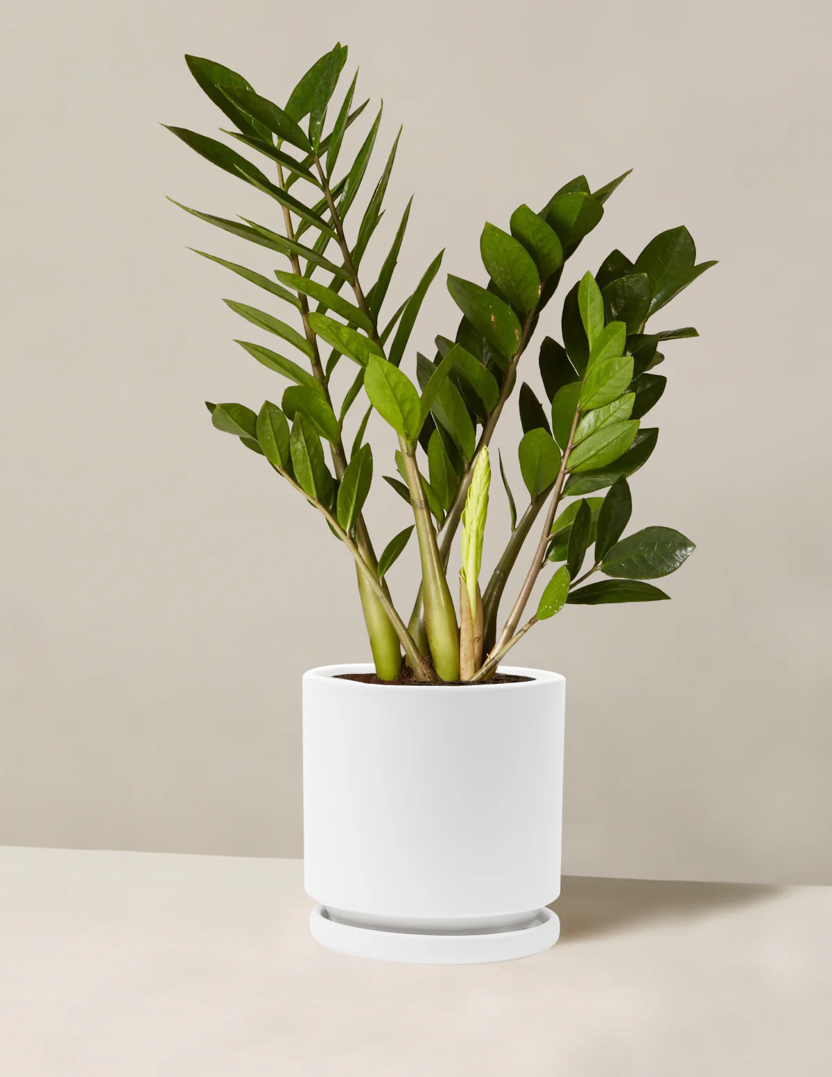 Image of ZZ Plant