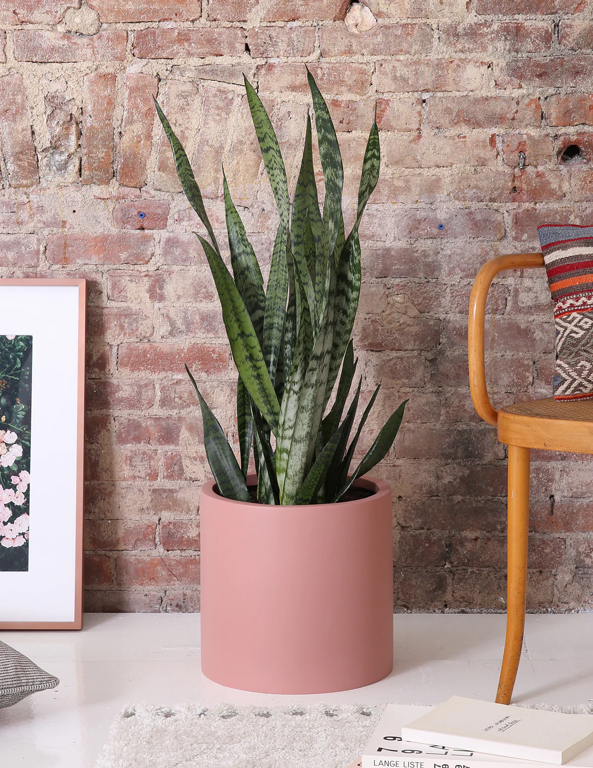 Image of Snake Plant Zeylanica