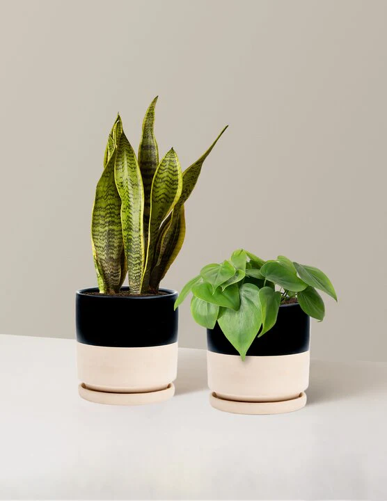 Image of Living Room Duo
