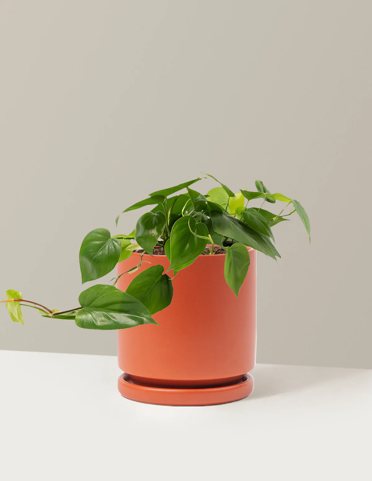 Image of Heartleaf Philodendron