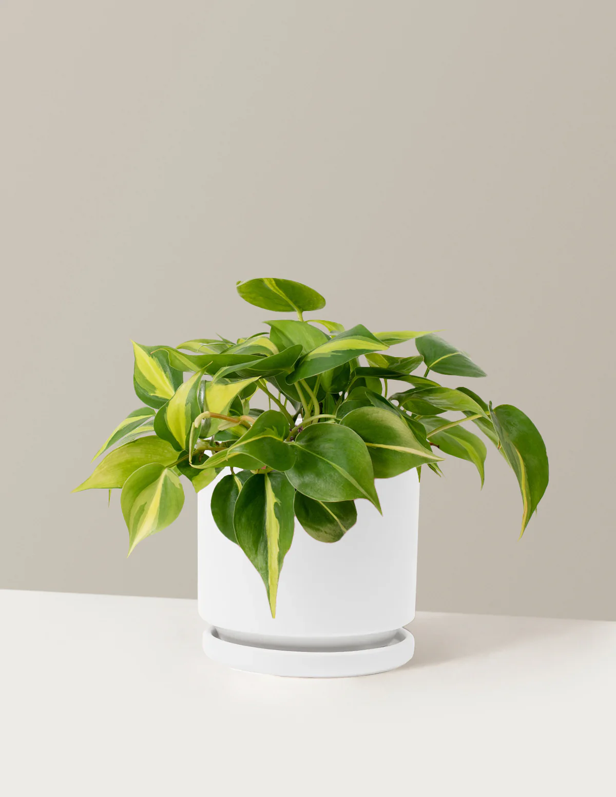 Image of Philodendron Brasil