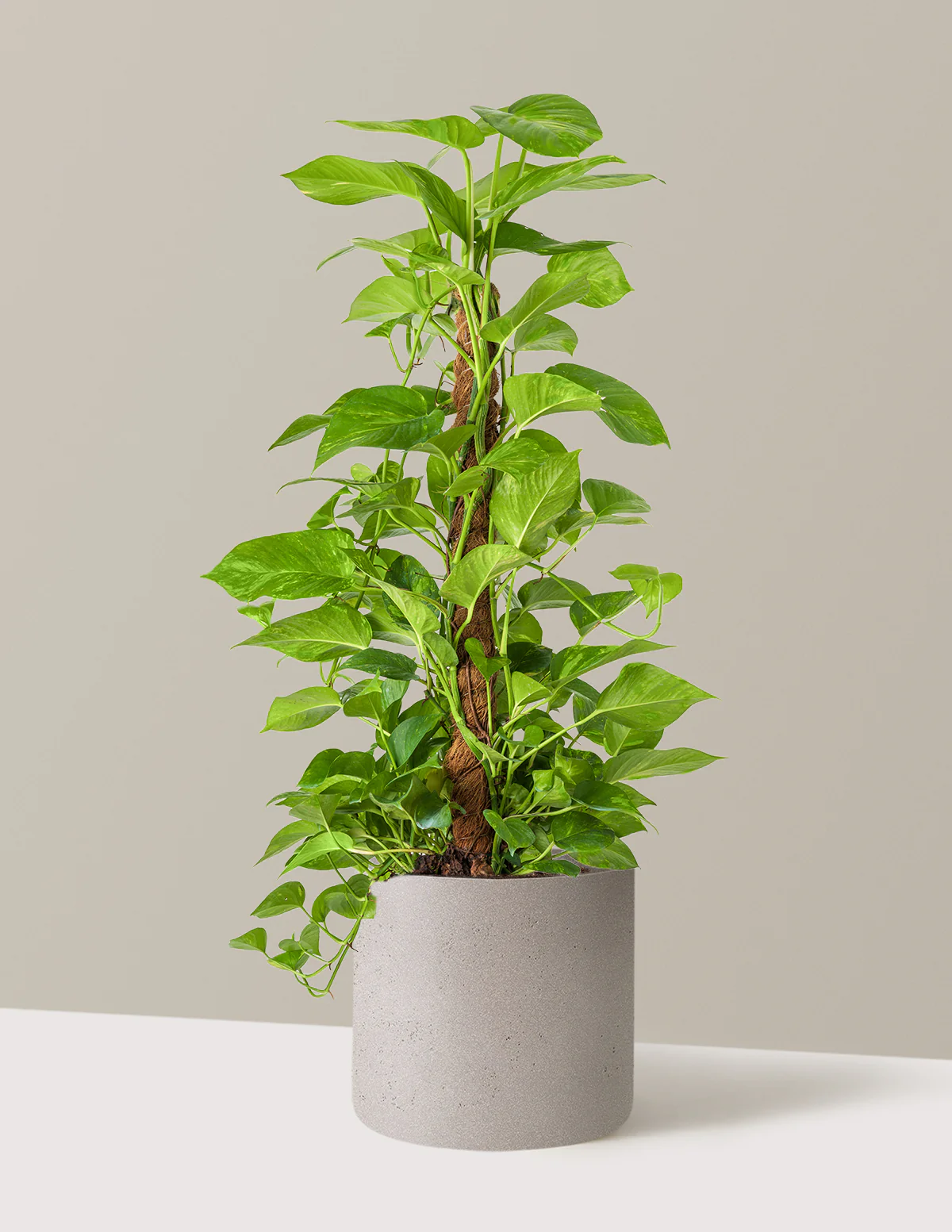 Image of Golden Pothos Totem