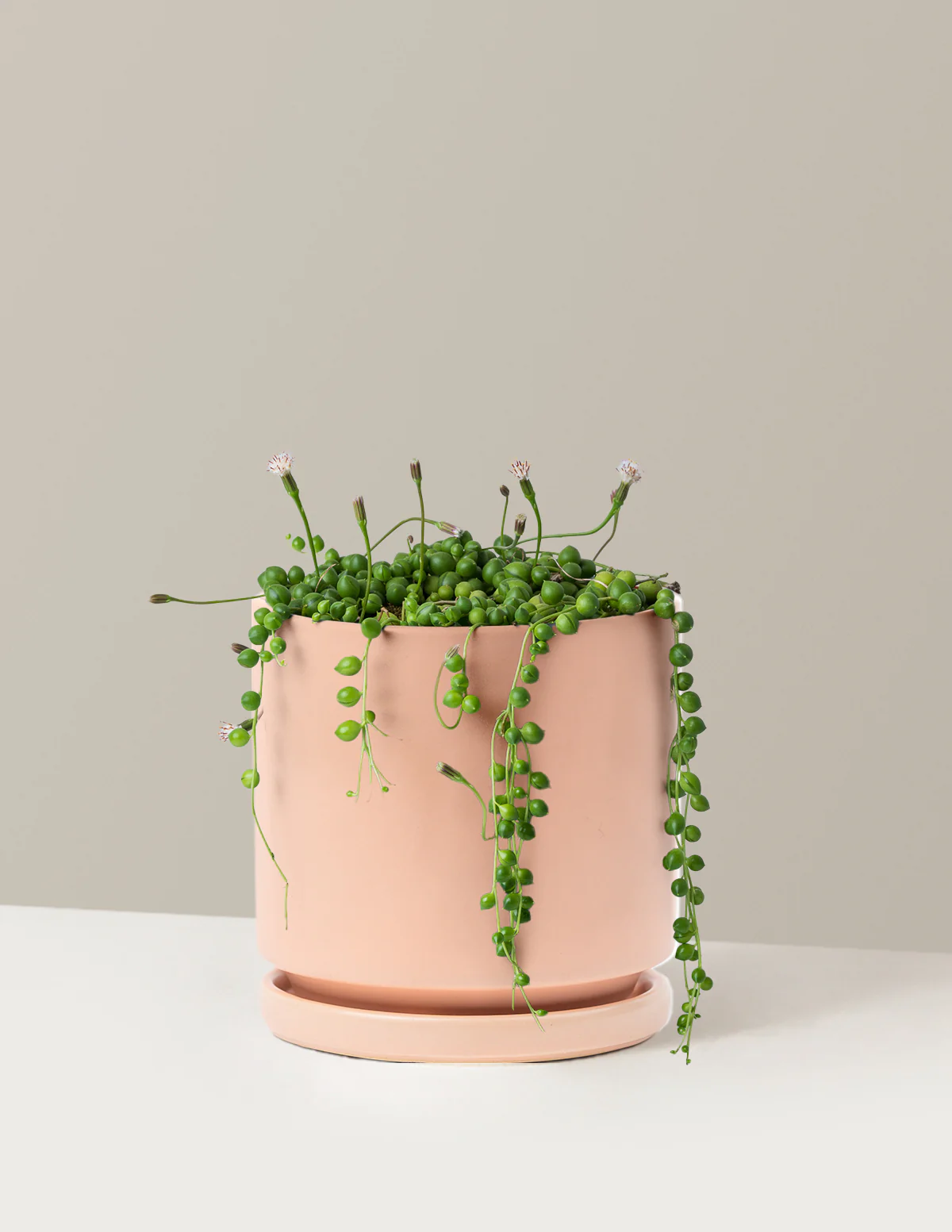 Image of String of Pearls