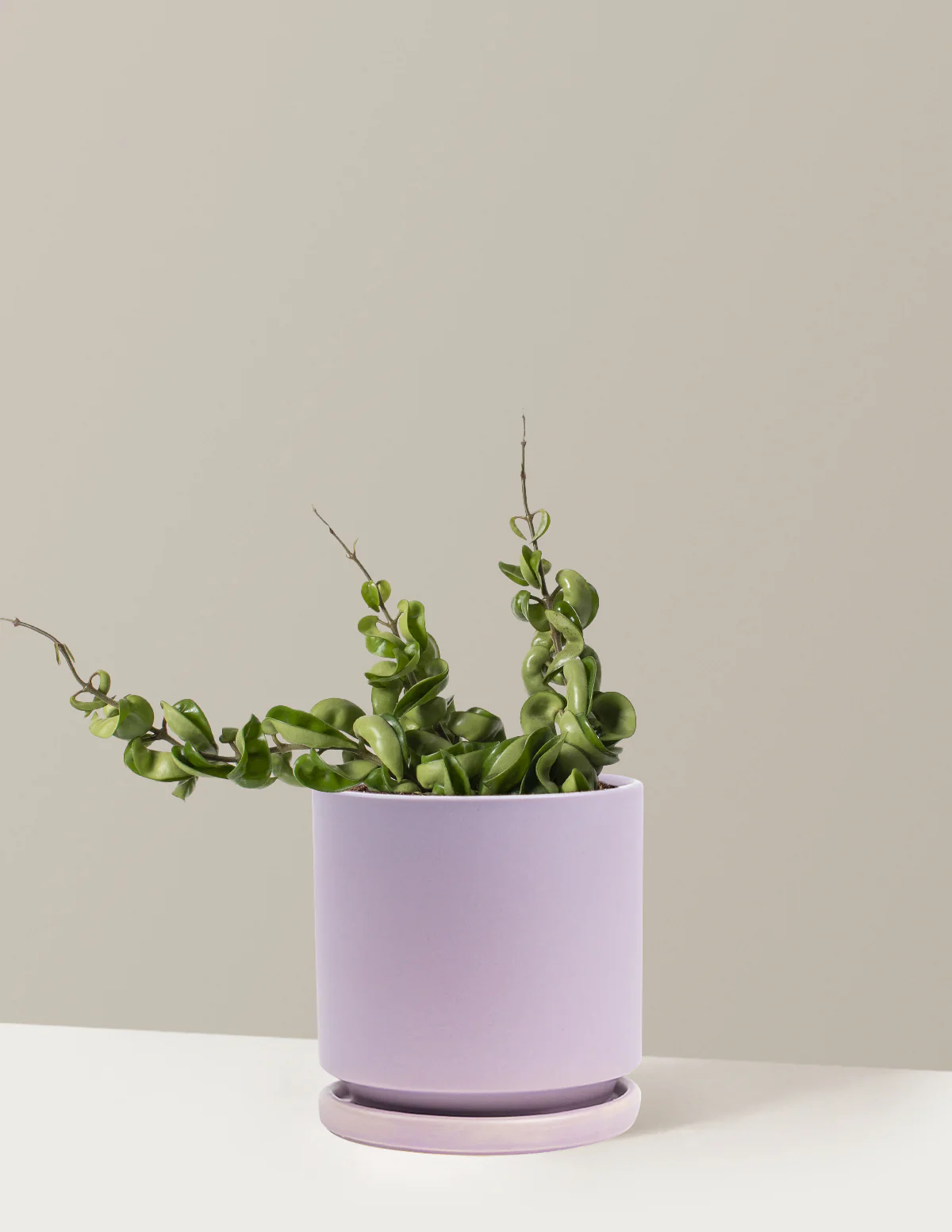 Image of Hoya Rope