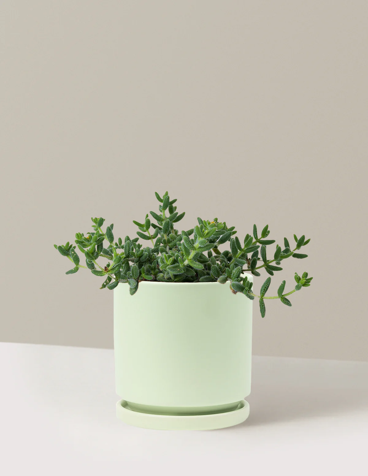 Image of Pickle Plant