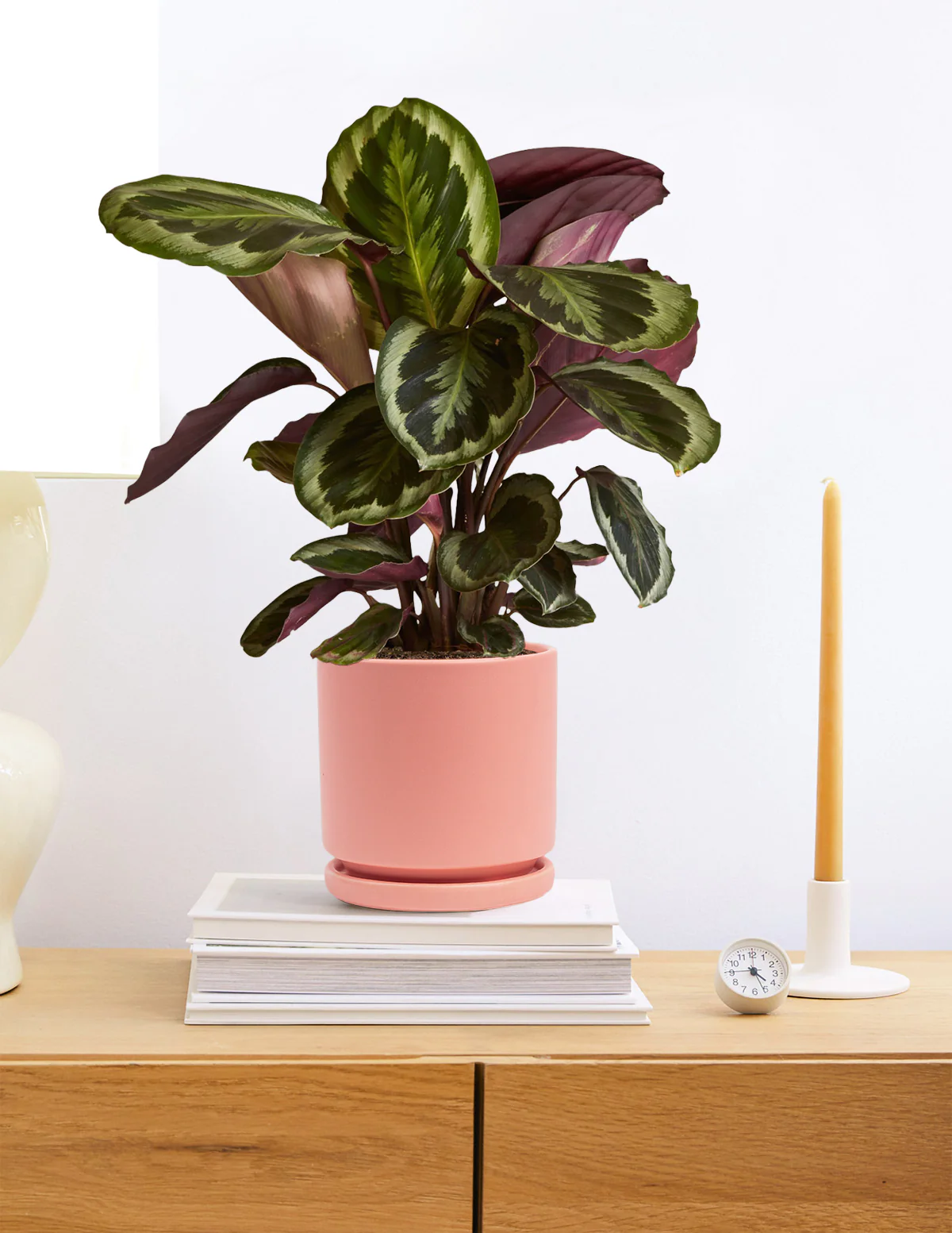 Image of Calathea Medallion