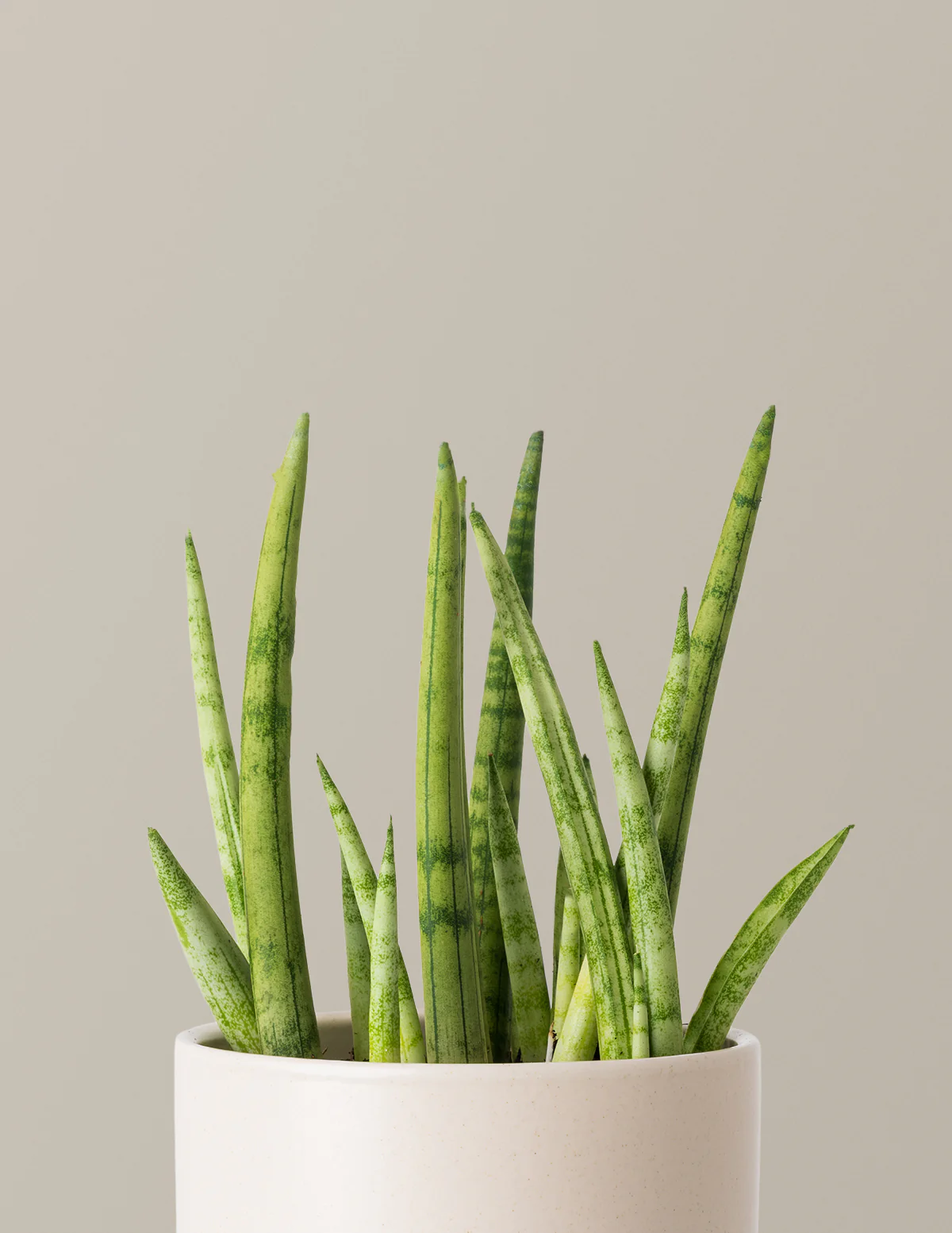 Image of Snake Plant Cylindrica