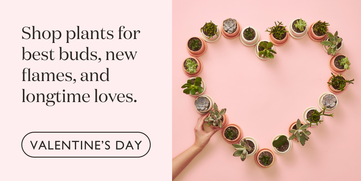 Shop the Valentine's Day Collection