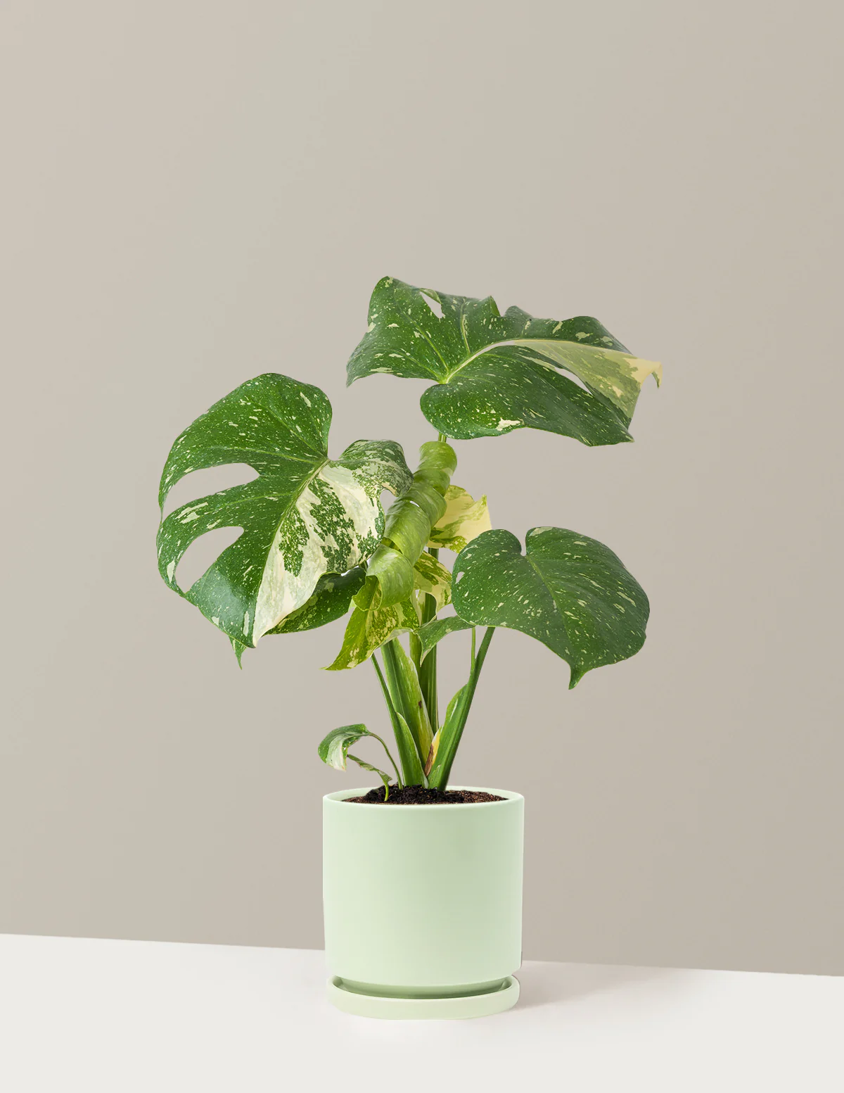 Image of Monstera Thai Constellation