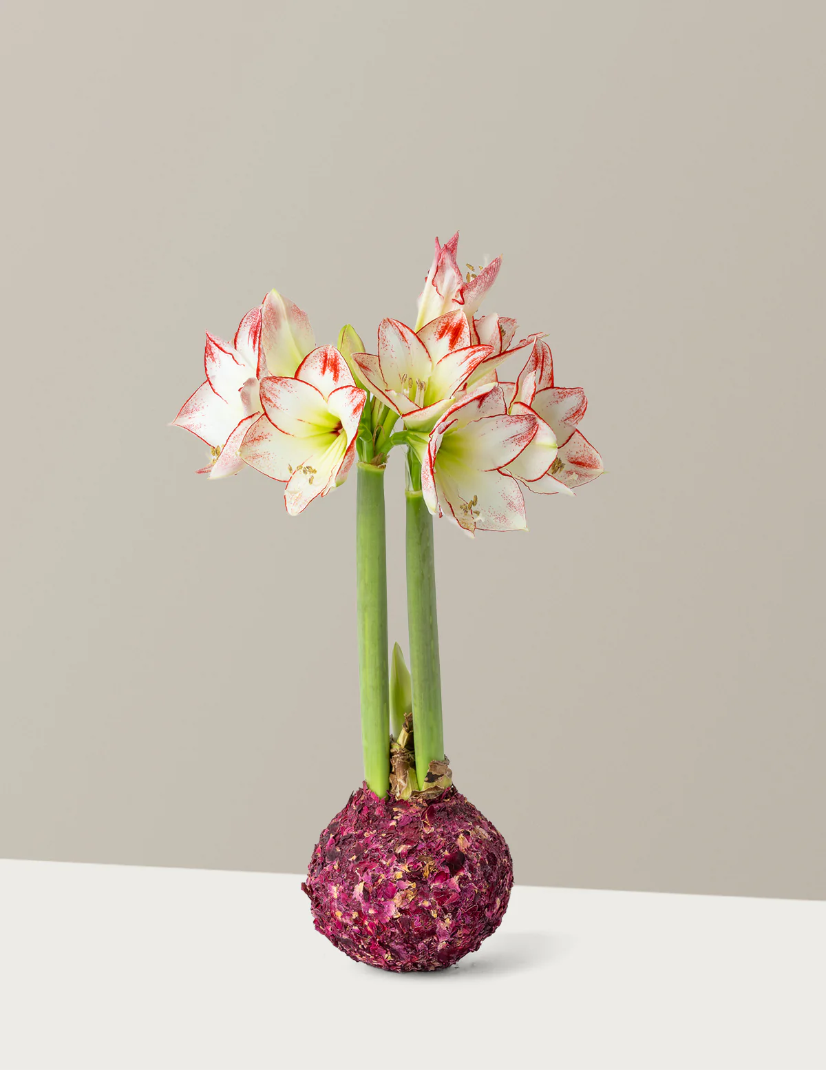 Image of Waxed Amaryllis Bulb
