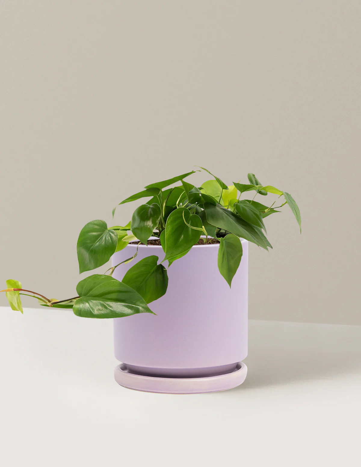 Image of Heartleaf Philodendron