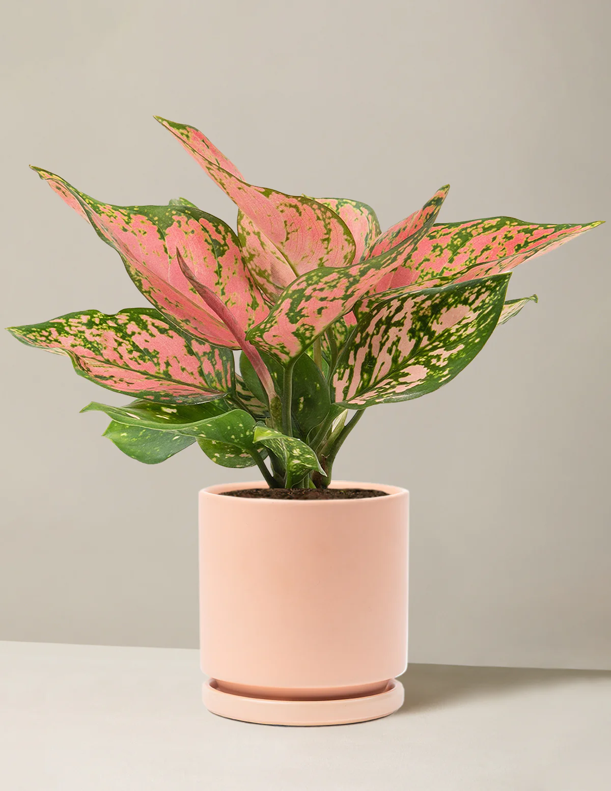 Image of Aglaonema Wishes