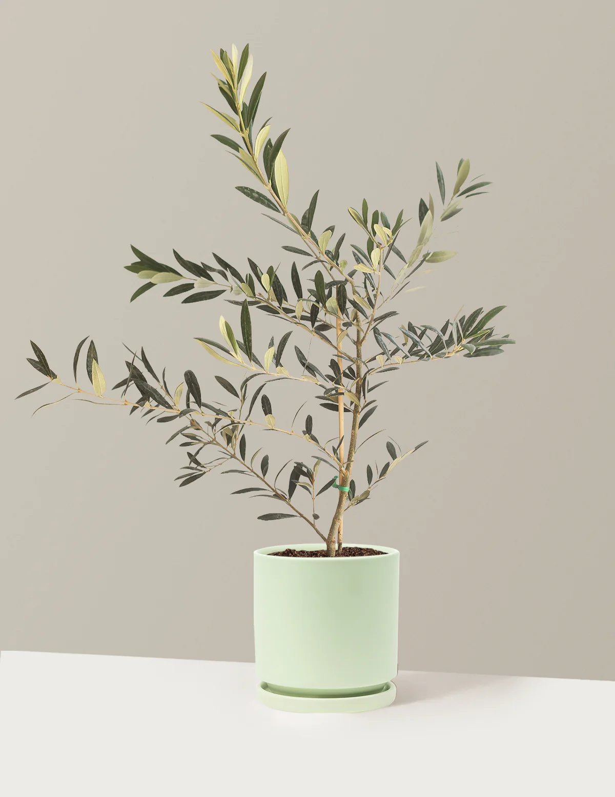 Image of Olive Tree