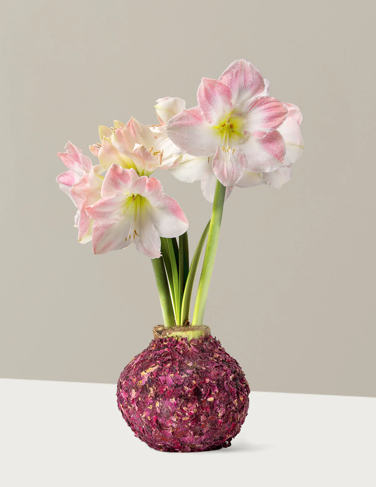 Image of Waxed Amaryllis Bulb