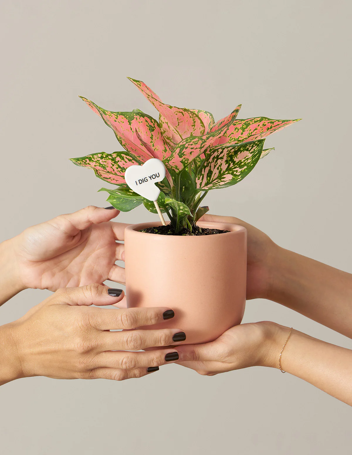 Image of Aglaonema Wishes