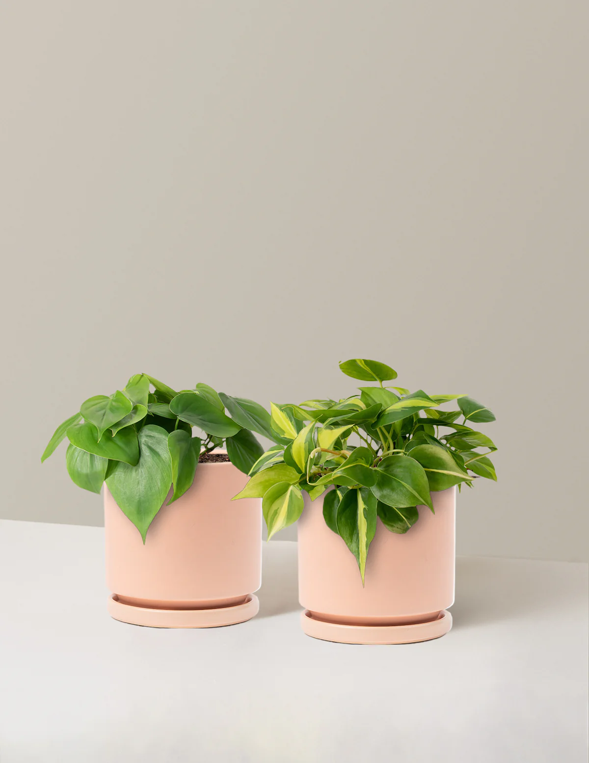 Image of Trailing Philodendron Duo