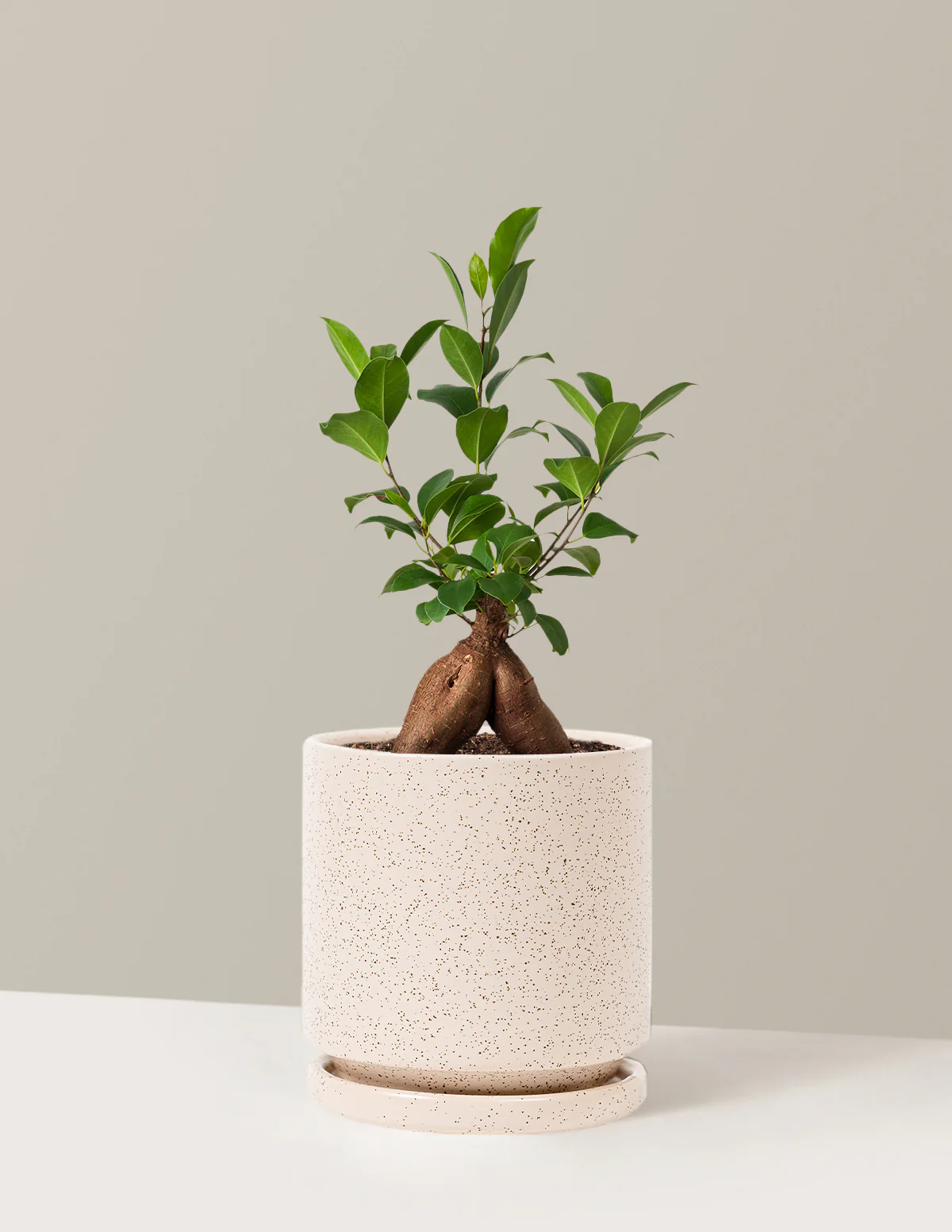 Image of Ficus Ginseng