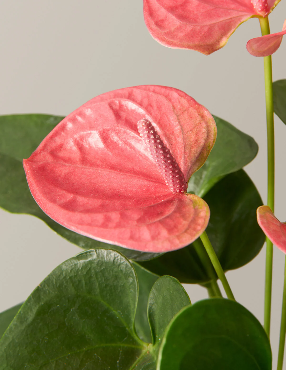Image of Pink Anthurium