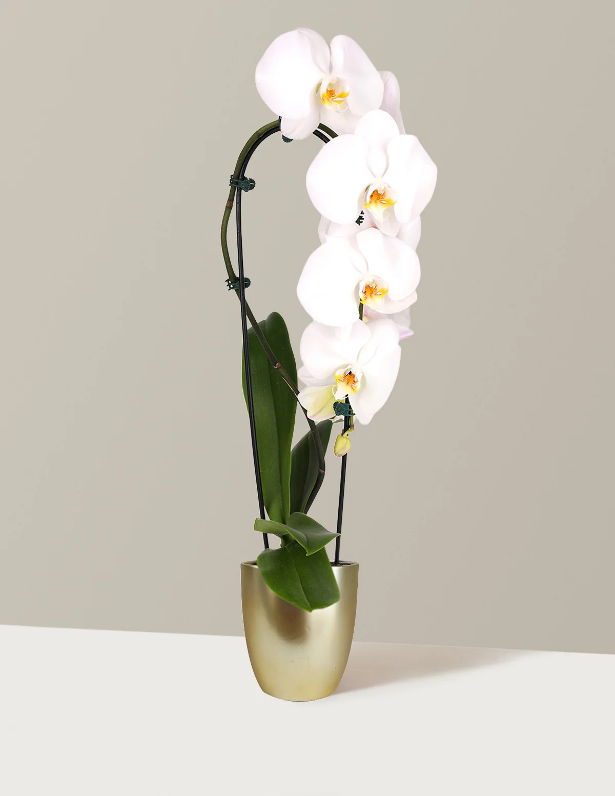 Image of Waterfall Orchid