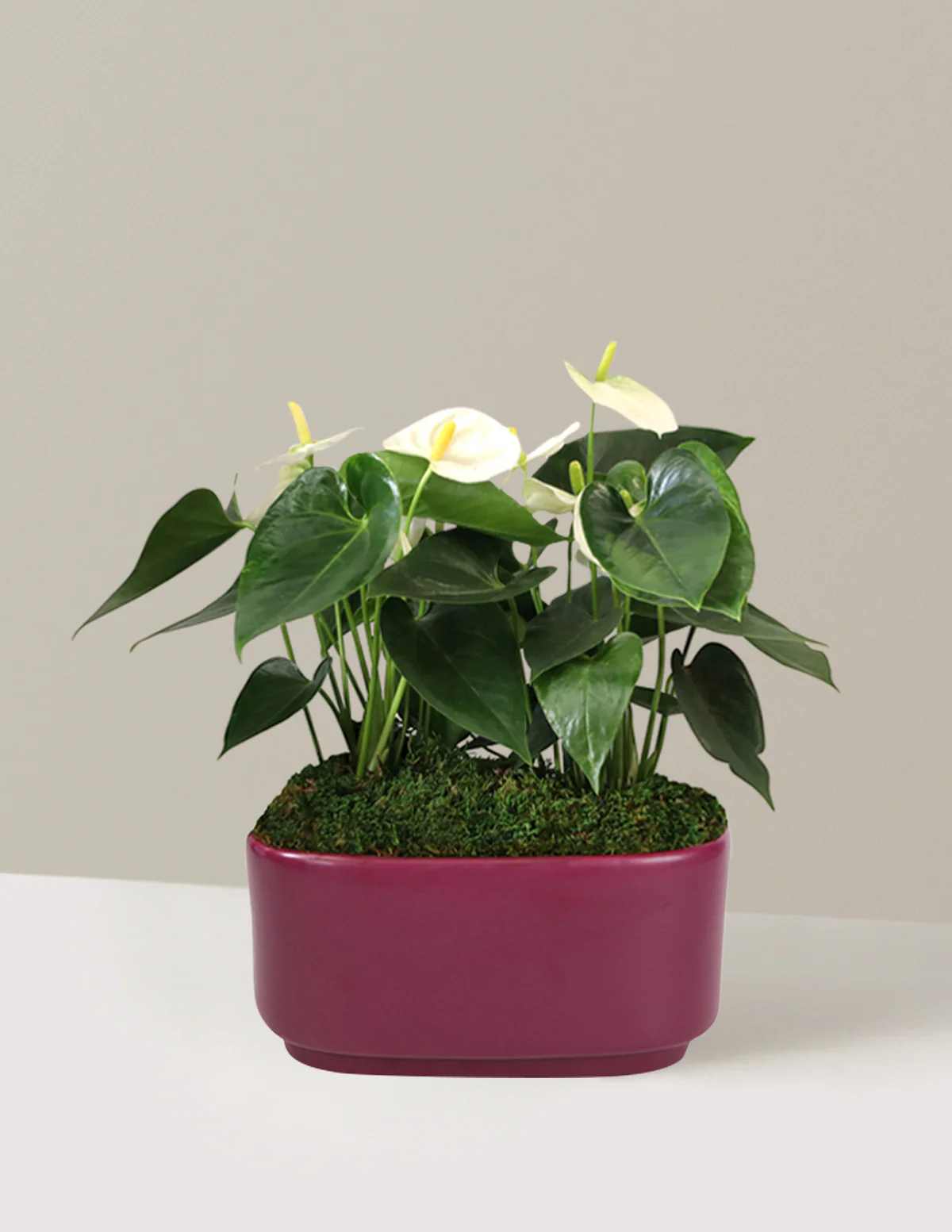 Image of Large Double Anthurium