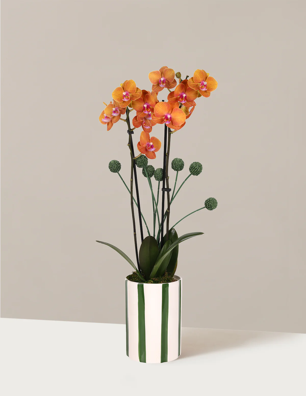 Image of Orchid and Planter Gift Set