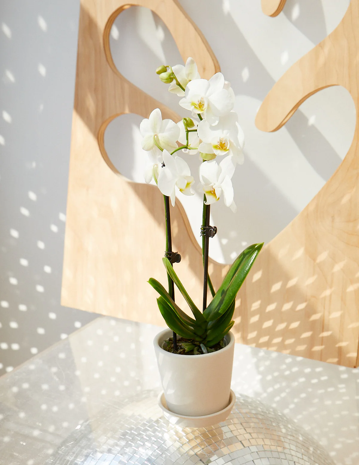 Image of Petite White Orchid
