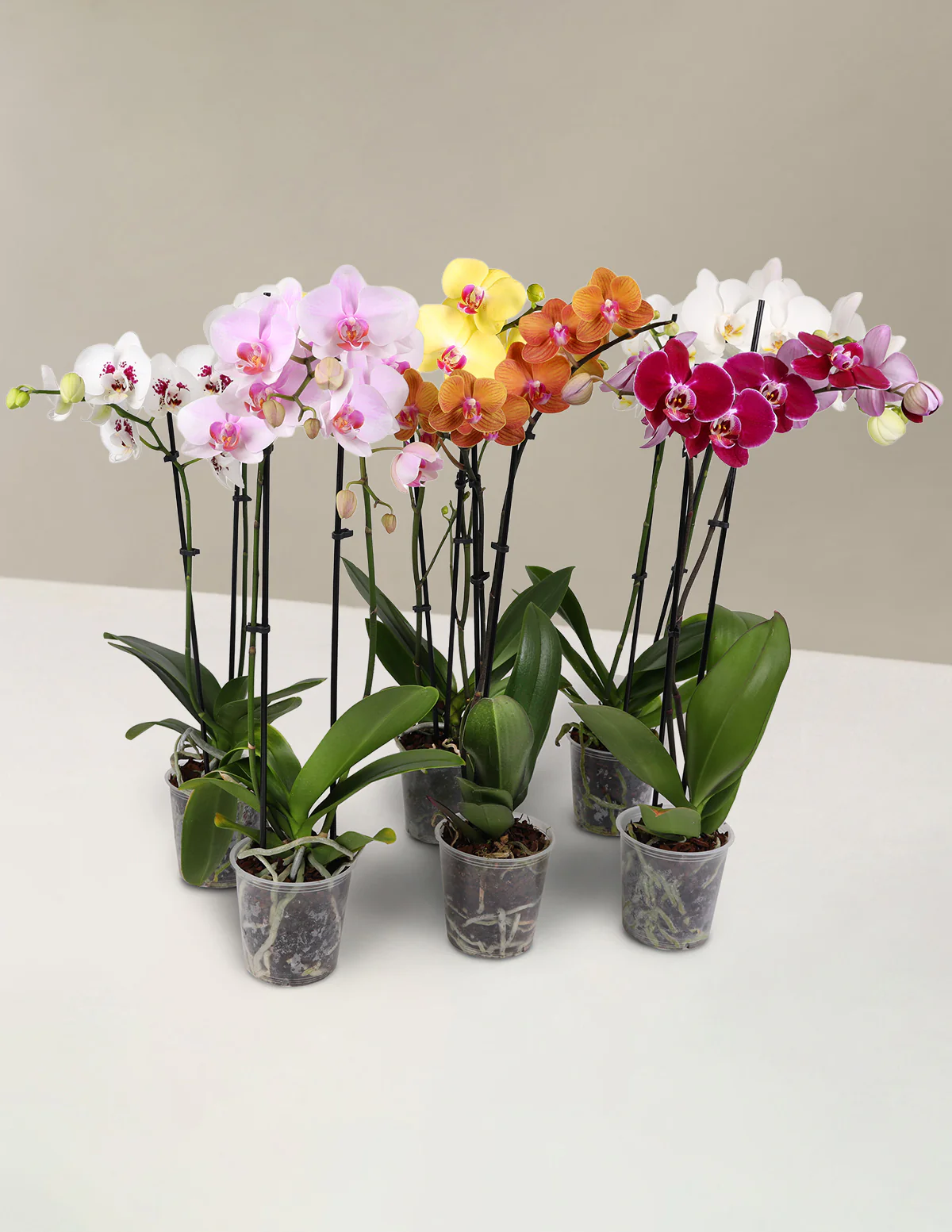 Image of Orchid Confetti Party Pack