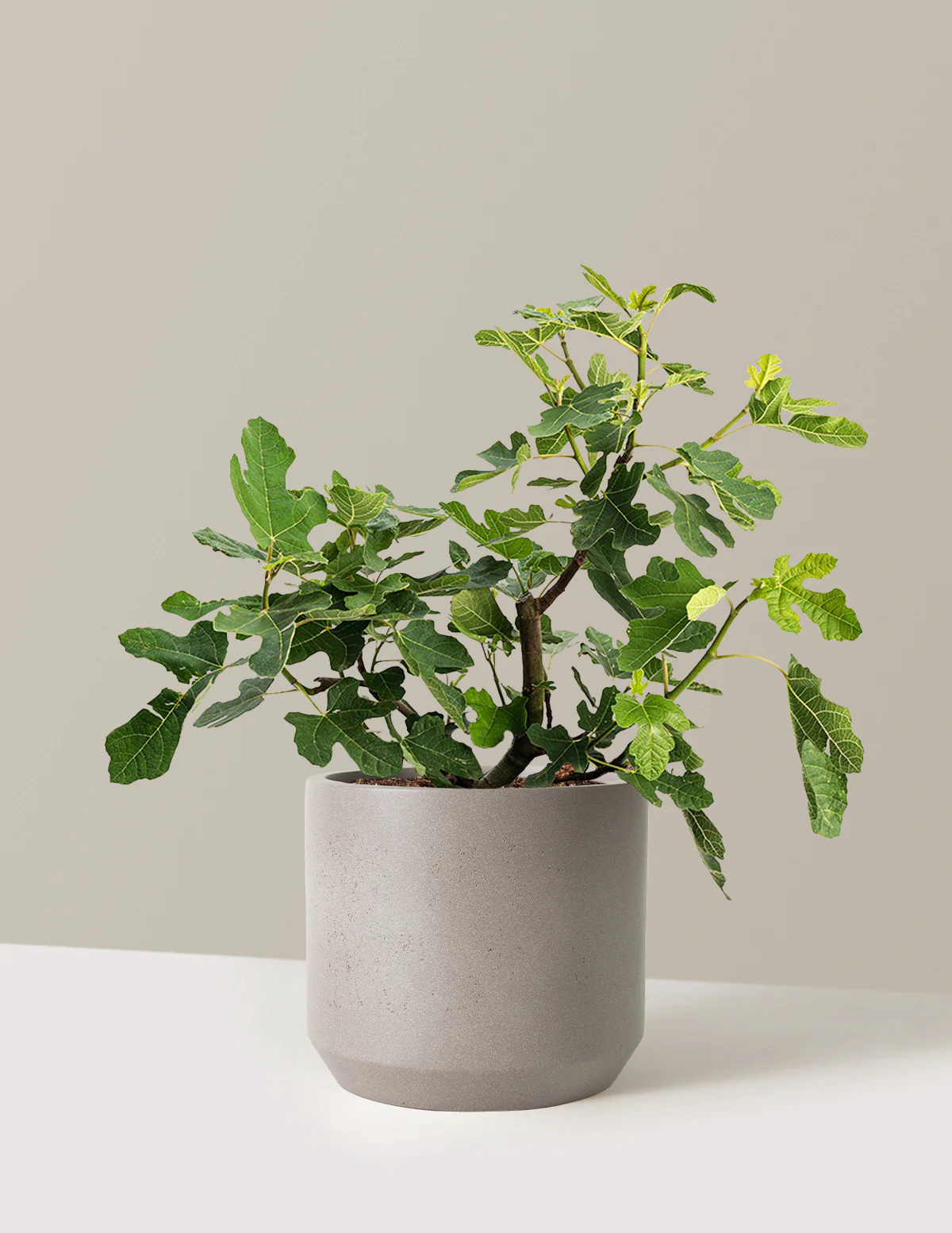 Image of 🥇 Marathon – Chicago Hardy Fig Tree