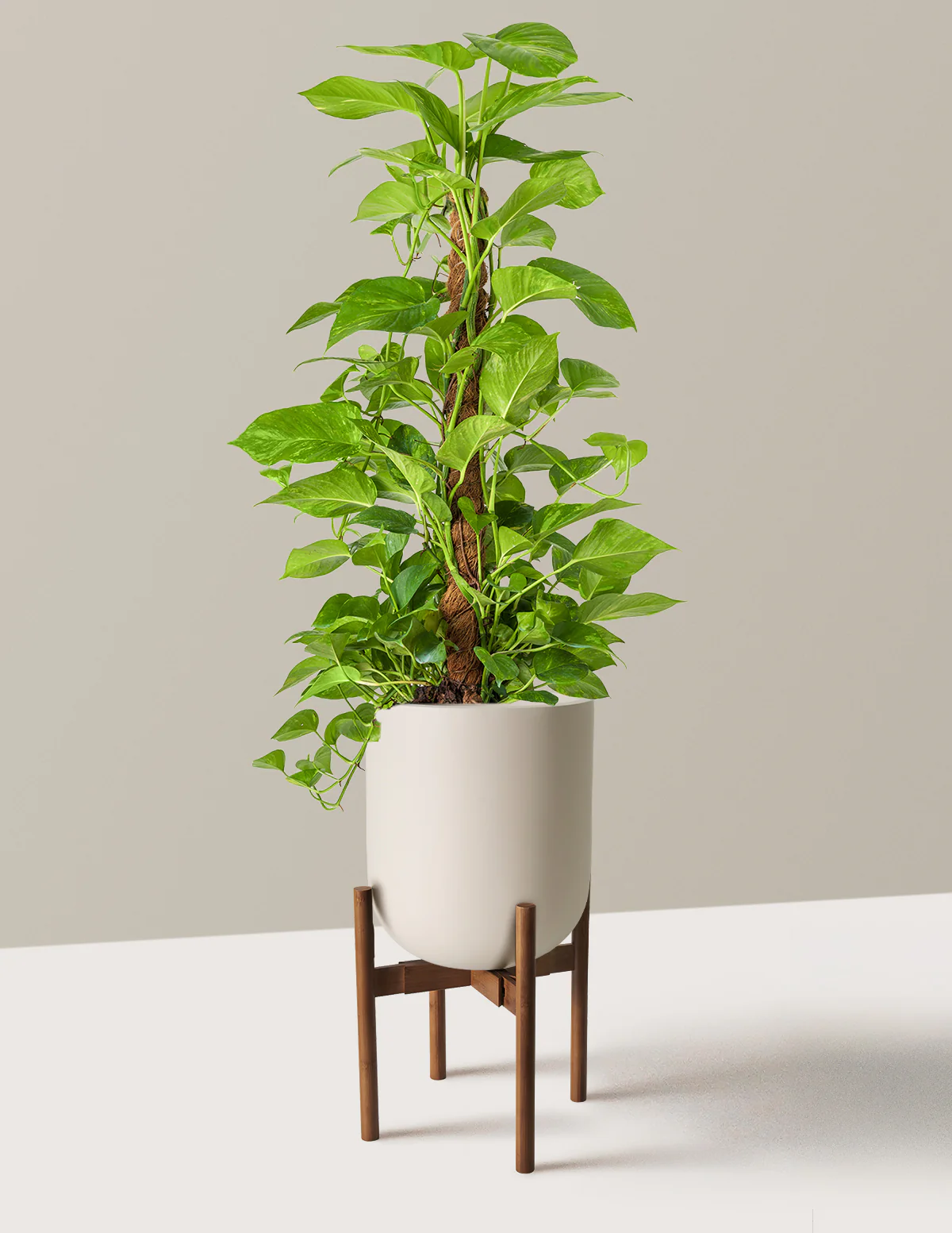 Image of 🥇 Rock Climbing – Golden Pothos Totem