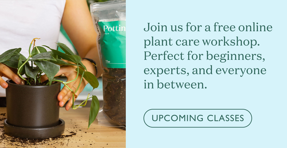Join us for an online plant care workshop. Suited for beginners, experts, and everyone in between.