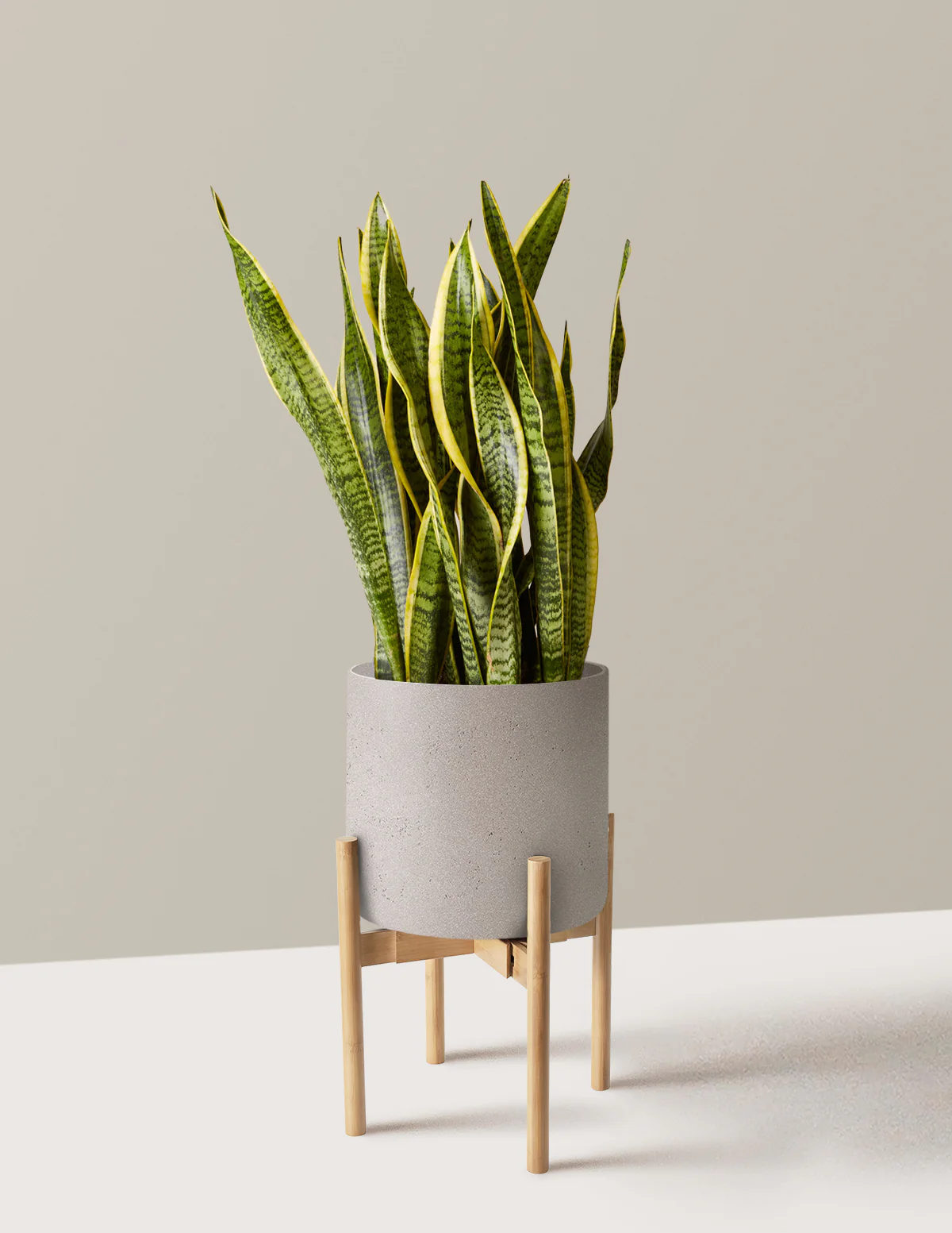 Image of Snake Plant Laurentii