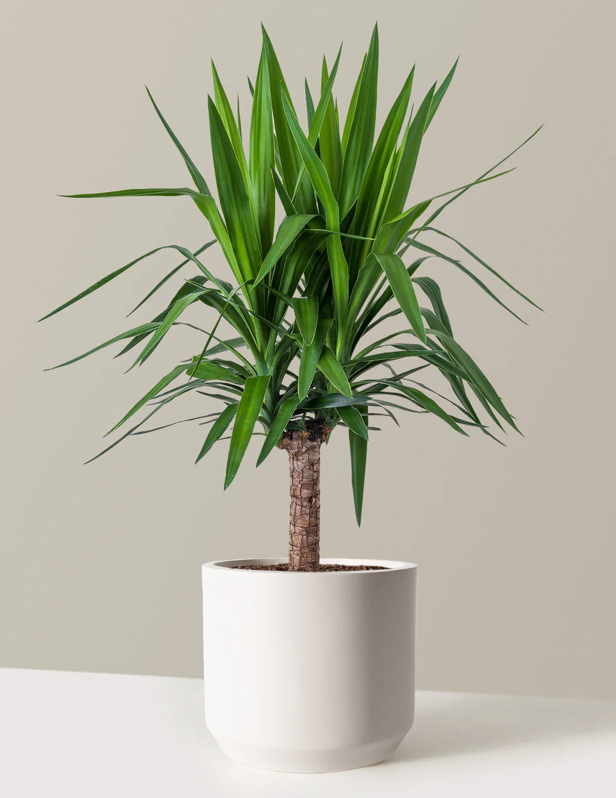 Image of Yucca Plant