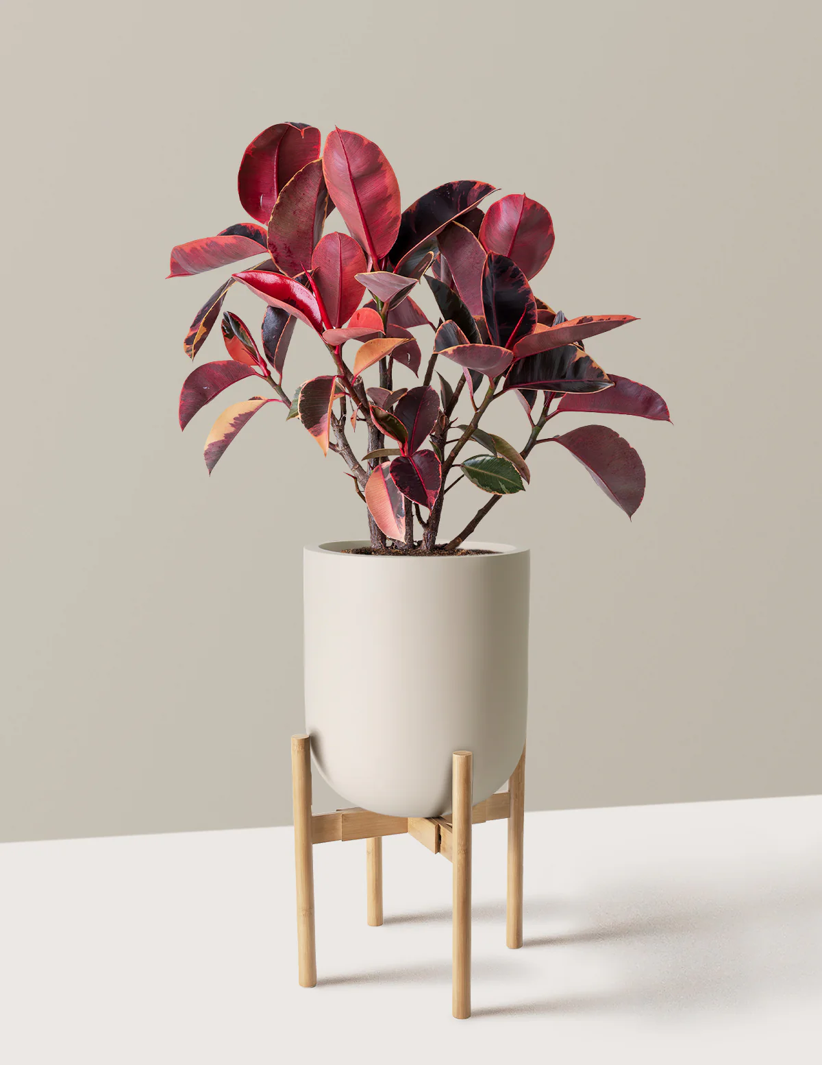 Image of Ficus Ruby