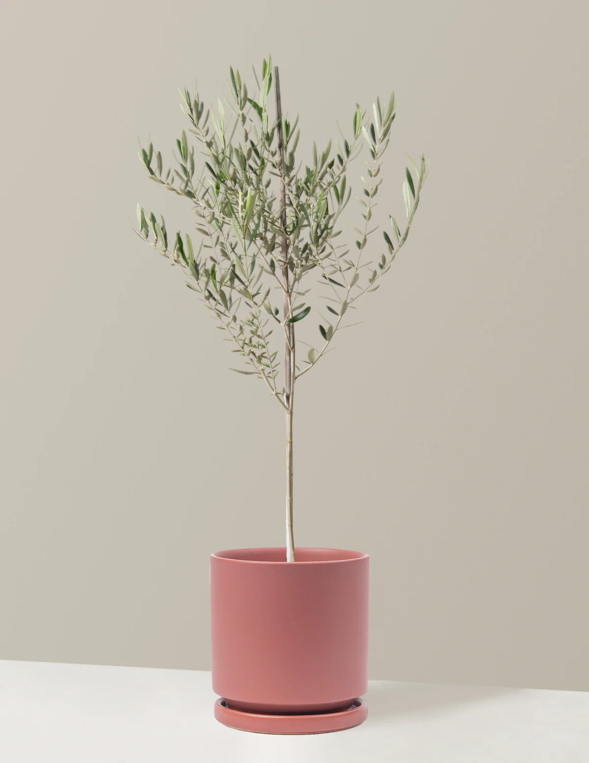 Image of Olive Tree