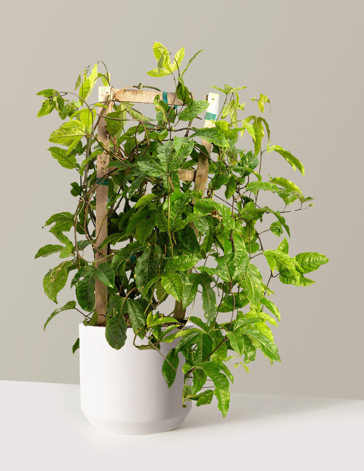 Image of Passion Fruit