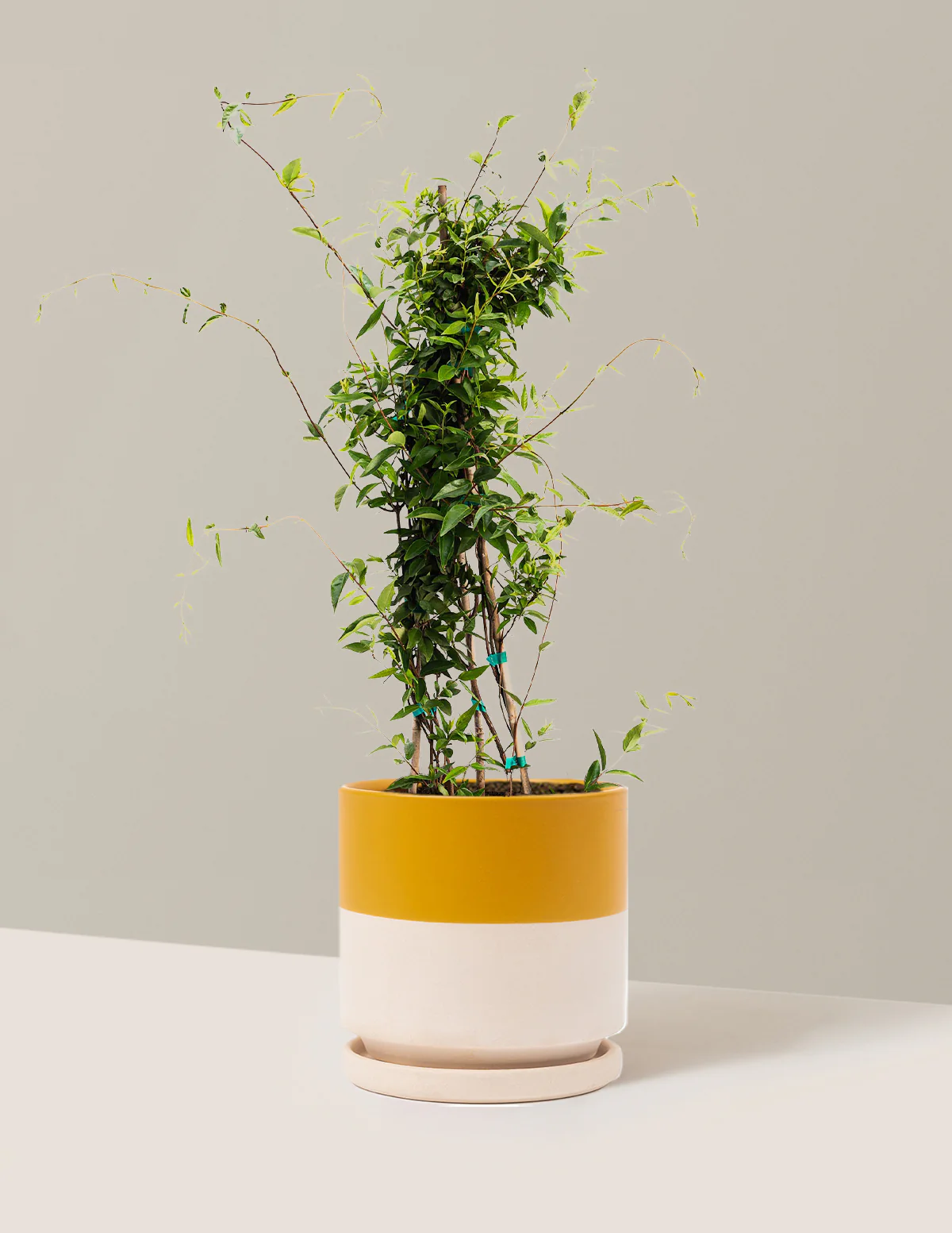 Image of Carolina Jasmine