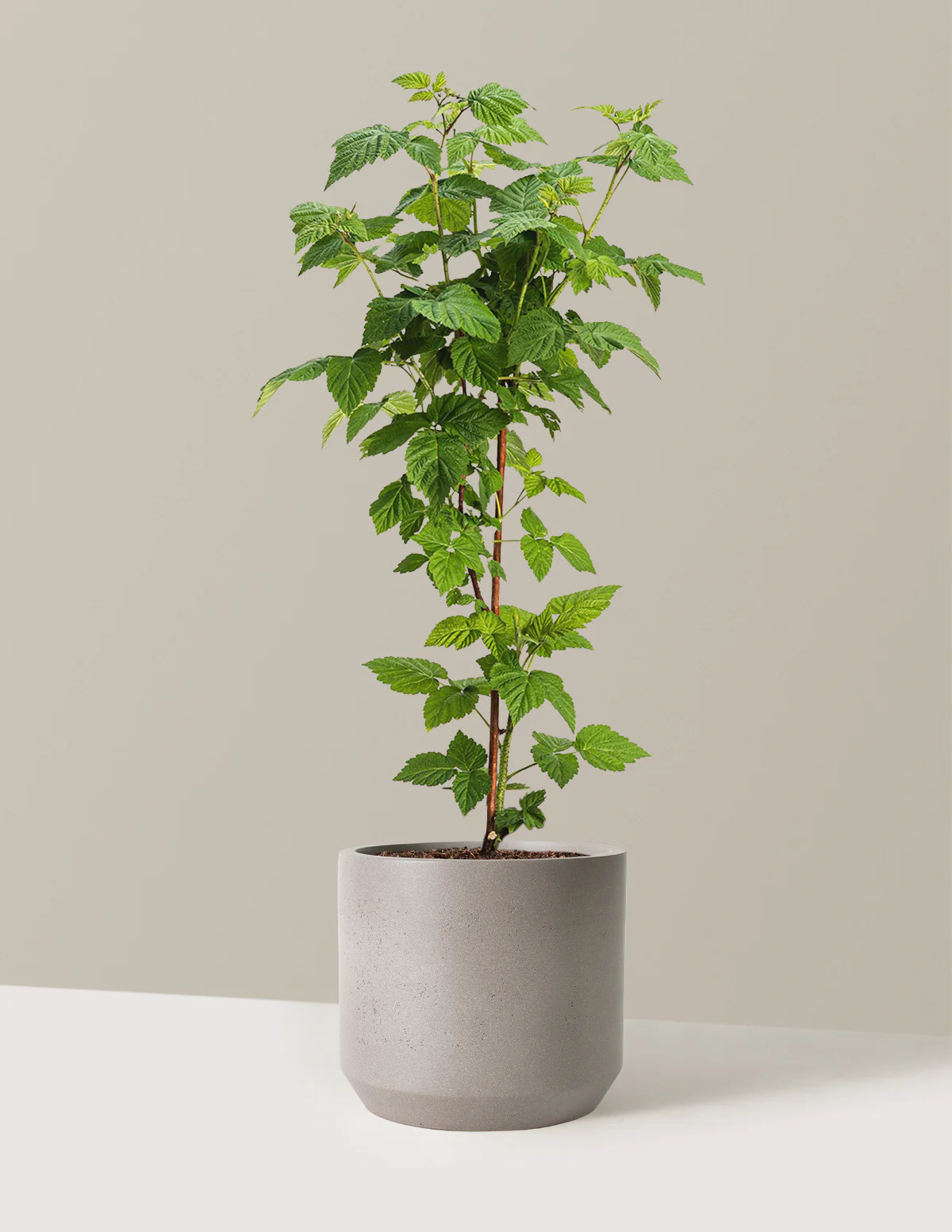 Image of Nova Red Raspberry Plant