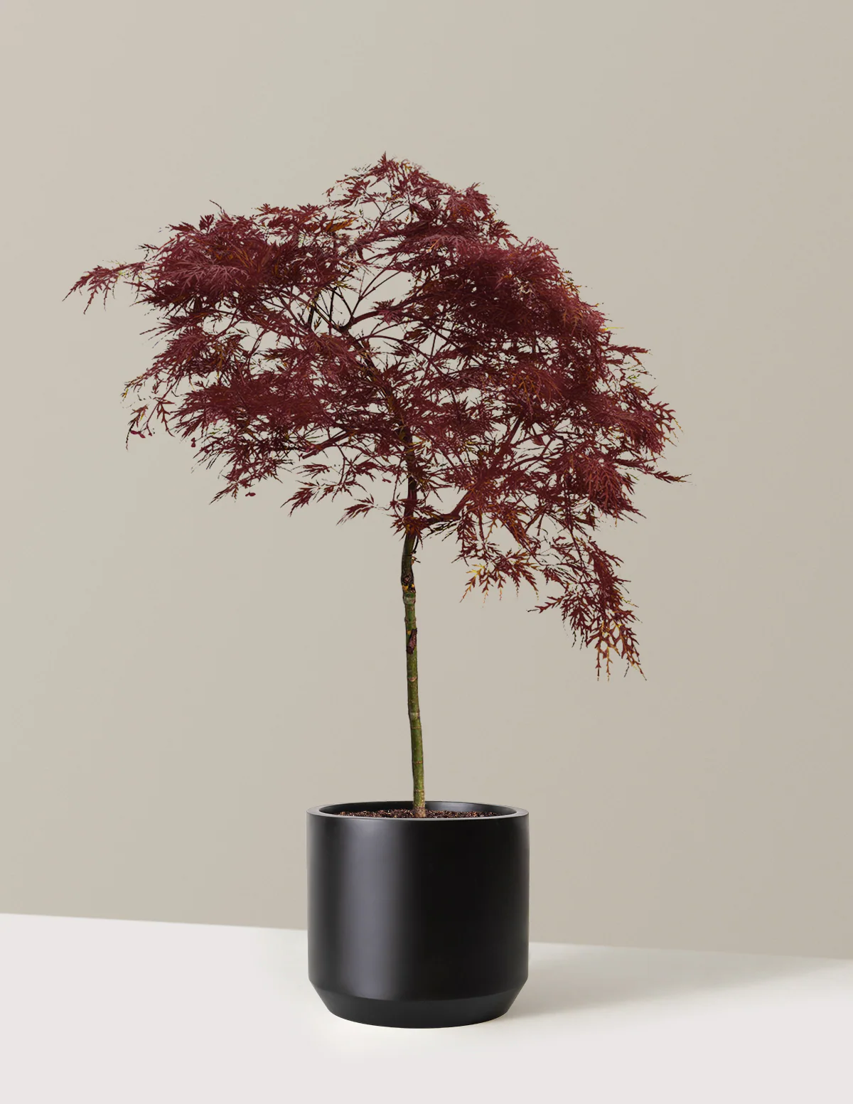 Image of Red Dragon Japanese Maple