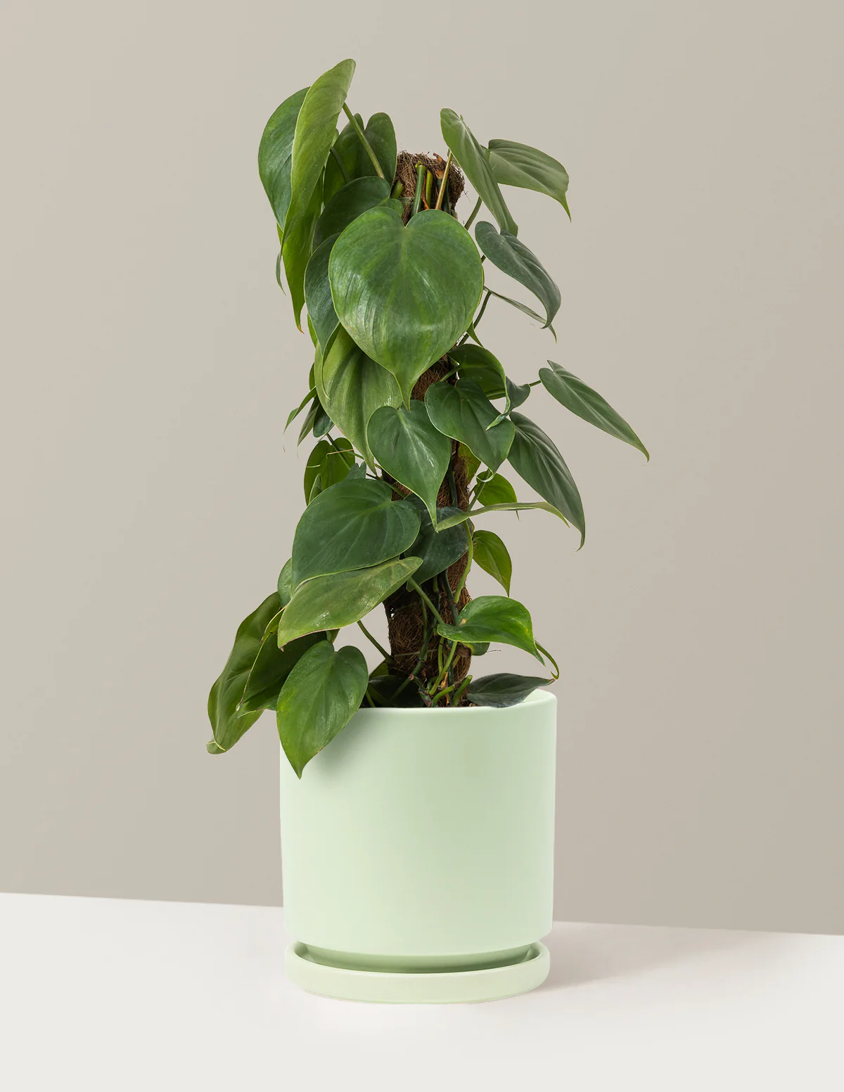 Image of Heartleaf Philodendron Totem