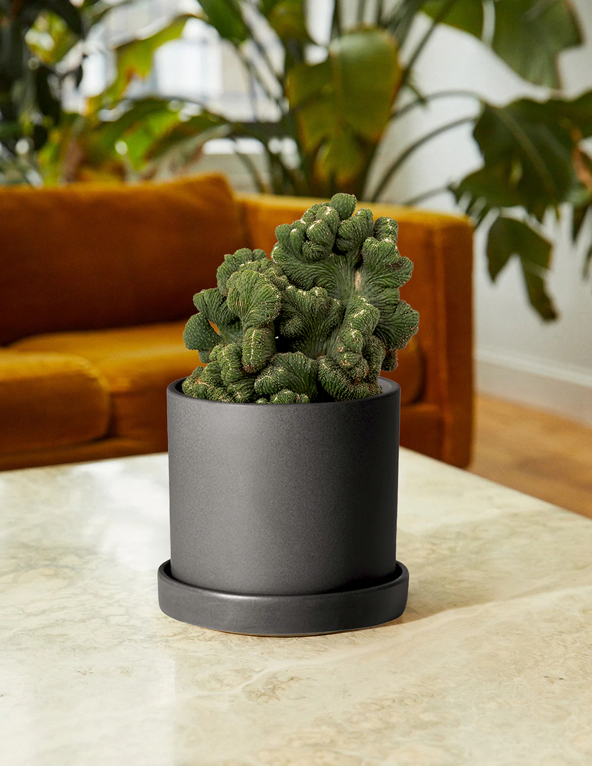Image of Cereus Green Coral Cactus