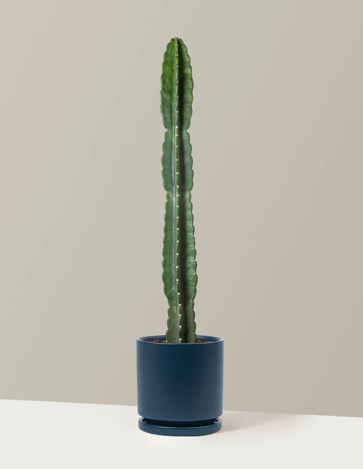 Image of Cuddly Cactus