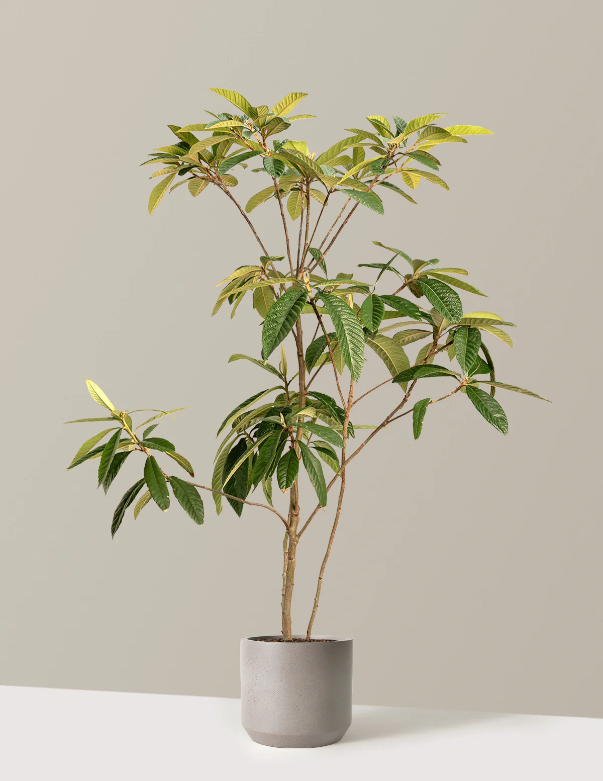 Image of Japanese Loquat