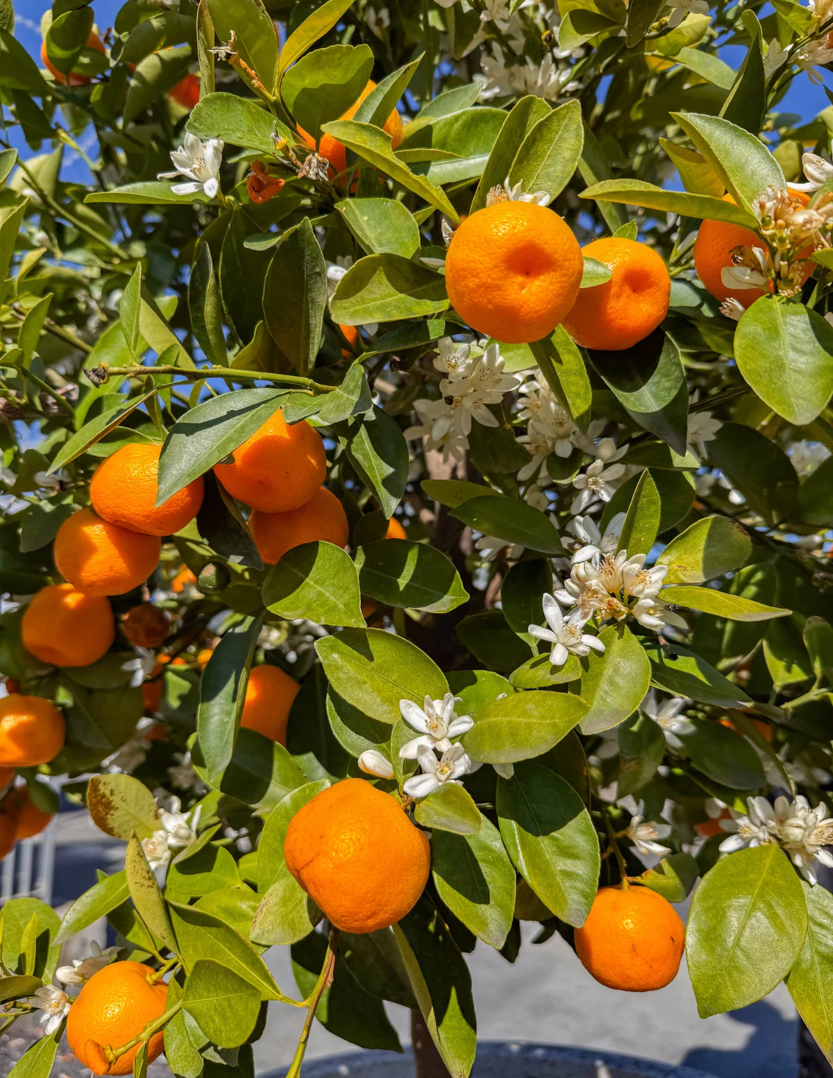 Image of Owari Satsuma Tree