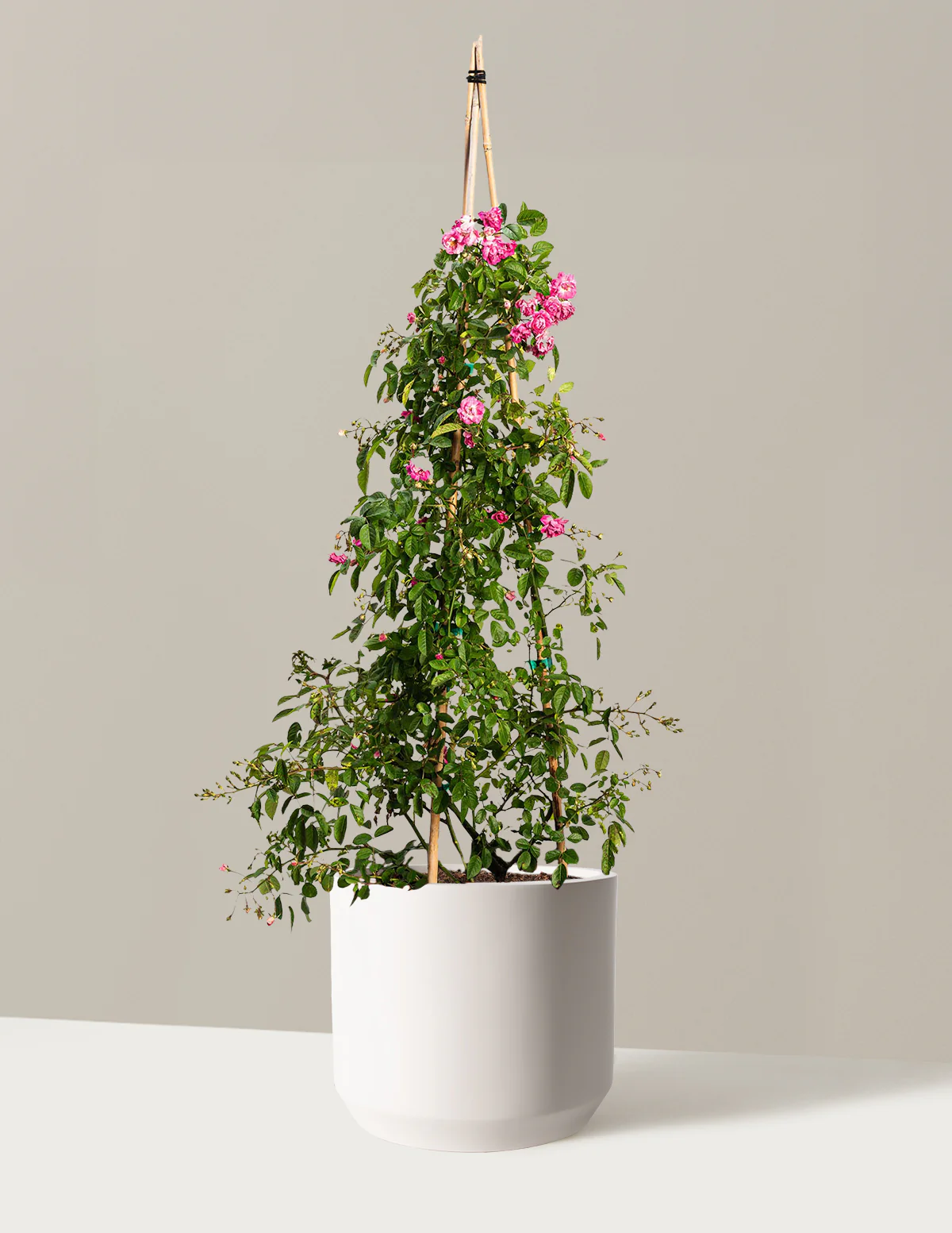 Image of Peggy Martin Climbing Rose