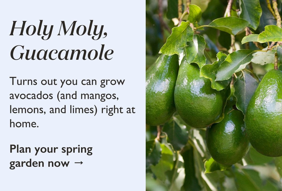 Turns out you can grow avocados, mangos, limes, and more right at home. Start planning your edible garden today. 